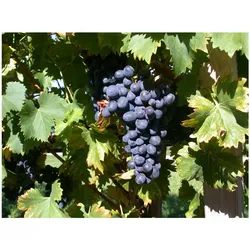 Vitis vinifera 'Attika', Weinrebe, 80–100 cm