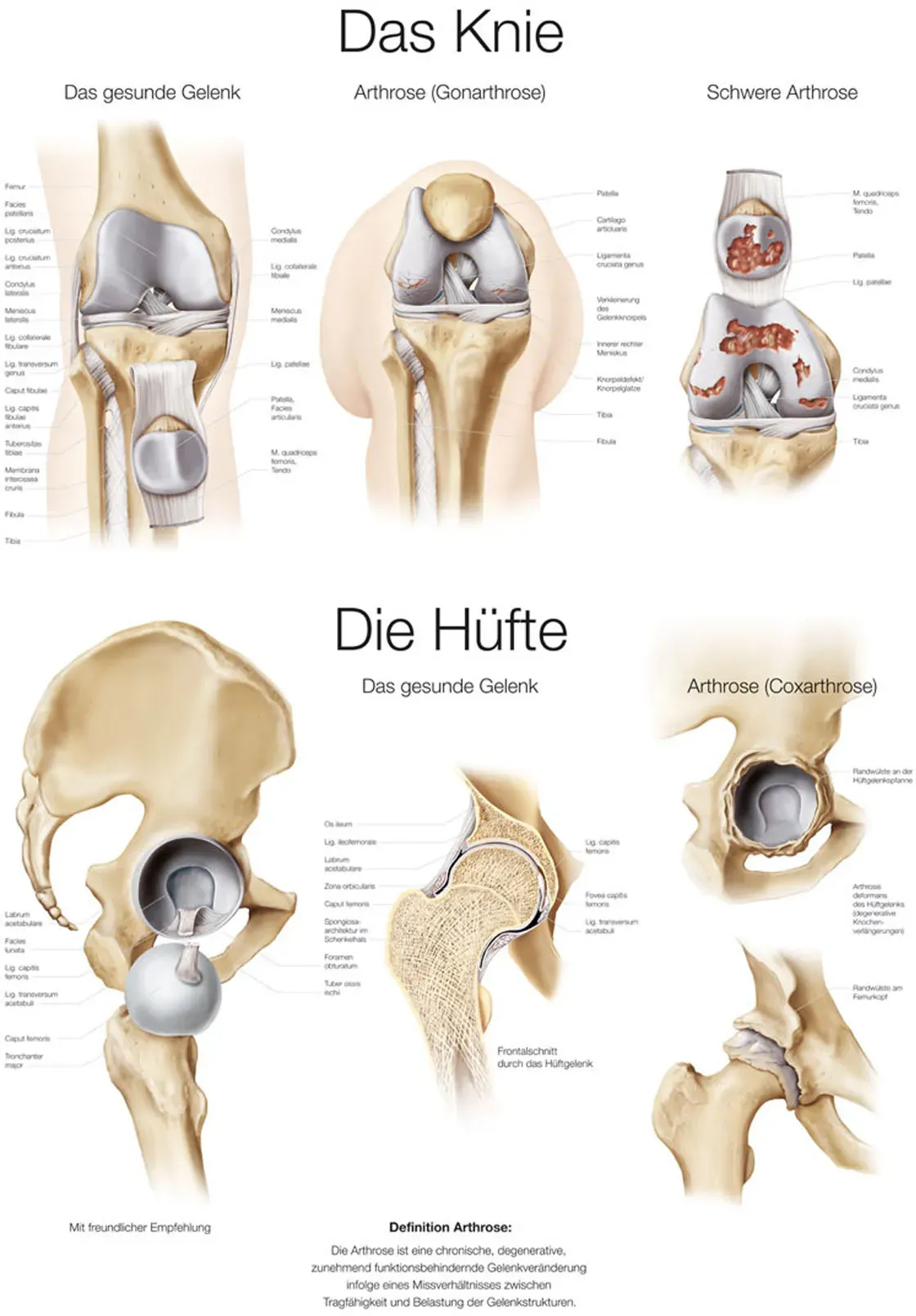 Lehrtafel Das Knie / Die Hüfte  50x70cm