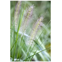 Pennisetum alopecuroides, Lampenputzergras, ca. 9x9 cm Topf