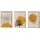 Asir Bilderrahmen Beige/Orange 50x70 cm 3er Set