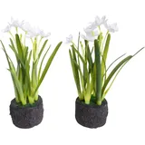 Botanic-Haus Nova-Nature künstliche Frühlingsblume Narzissen-Arrangement im Erdballen (2 Stück) (weiß)