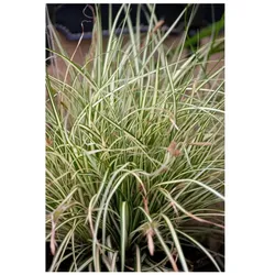 Carex acutiformis, Sumpf-Segge, ca. 9x9 cm Topf