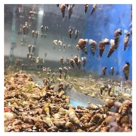 Femanga Aquarium-Wasserpflanzendünger Wurzel Aktiv 250 ml