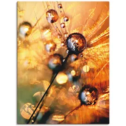 Wandbild ARTLAND "Pusteblume Energy", orange (farbe bild(er): orange), B:60cm H:80cm T:1,8cm, Canvas, Leinwand, Bilder, als Leinwandbild, Poster in verschied. Größen