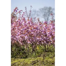 Pflanzen Für Dich Prunus serrulata Kanzan Japanische Blütenkirsche Rosa 150–200 cm