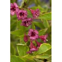 Pflanzen Für Dich Weigela florida 'Brigela' -R-, Weigelie, buntlaubig,