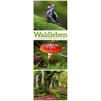 Ackermann Waldleben Triplet-Kalender 2026 Spaziergang durch heimische Wälder