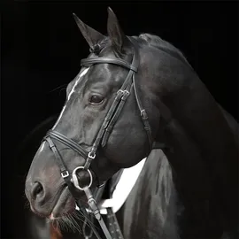 Covalliero Trensenzaum Standard Leder für Shetty Schwarz