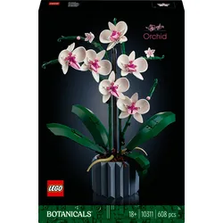 Orchidee 