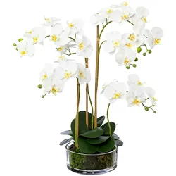 CREATIV green künstliche Pflanze Phalenopsis im Glas, 50 cm, weiß