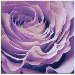 Wandbild ARTLAND "Lila Rose", lila (farbe bild(er): lila), B:100cm H:100cm T:1,8cm, Canvas, Leinwand, Bilder, als Leinwandbild, Poster in verschied. Größen