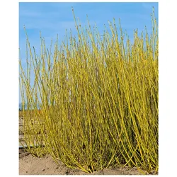 Cornus sericea 'Flaviramea', Gelbholz-Hartriegel, 40–60 cm