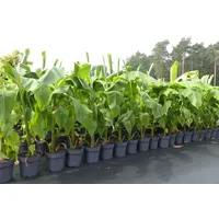 Grünwaren Bananenstaude Musa Basjoo 140 - 170 cm winterhart