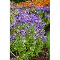 Pflanzen Für Dich Campanula lactiflora 'Superba', Glockenblume, violett, ca.