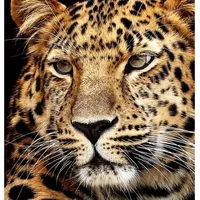 Pracht Creatives Hobby GmbH Diamond Painting Jaguar Kopf 40 x 30 cm