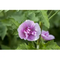 Pflanzen Für Dich Alcea x hybr.'Parkrondell' P 1