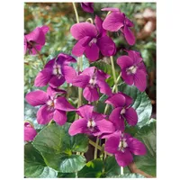 Pflanzen Für Dich Viola sororia 'Rubra', Veilchen, rubinrot, ca.