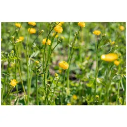 Ranunculus acris 'Multiplex', Gefüllter Hahnenfuß, ca. 9x9 cm Topf