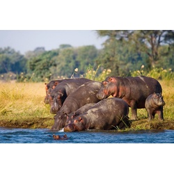 PAPERMOON Fototapete „Hippo Familie“ Tapeten Gr. B/L: 5,00 m x 2,80 m, Bahnen: 10 St., bunt Fototapeten