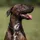 Kieffer Ultrasoft Hundehalsband Schwarz 50 cm