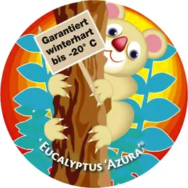 BALDUR Garten 1x Winterharter Eukalyptus Azura® im XXL-Topf, Pflanze im 15 cm-Topf, Eucalyptus gunnii, Azura, winterhart bis -20 °C, mehrjährig,
