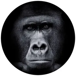 K&L Wall Art Vliestapete »Runde Vliestapete«, Gorilla Safari schwarz Affe, mehrfarbig, matt - bunt