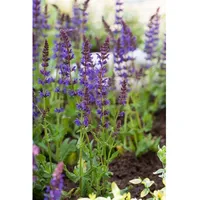 Pflanzen Für Dich Salvia nemorosa Ostfriesland Steppensalbei, ca. 9x9