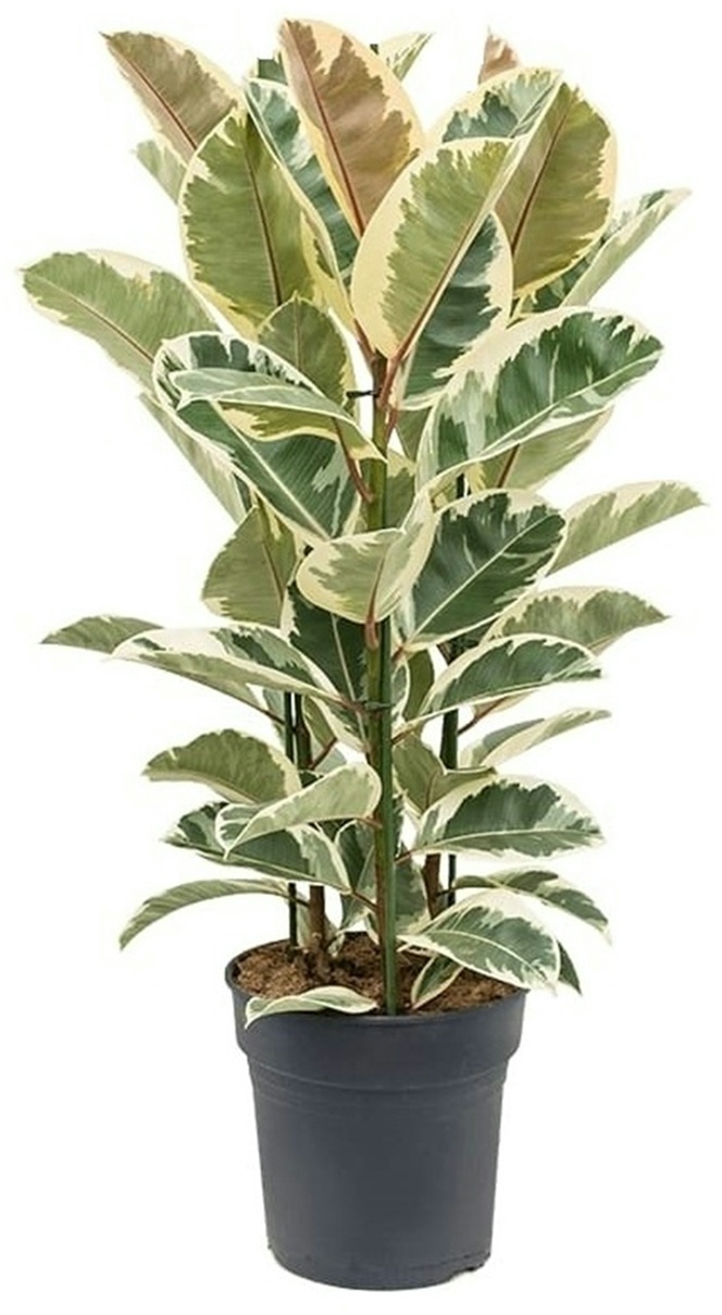 Plant in a Box Gummibaum - Ficus Elastica Tineke Höhe 80-100cm