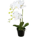 Creativ green Kunstpflanze Orchidee, Creativ green, Höhe 55 cm weiß 55 cm