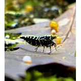 Generisch Garnelenglück - Black Pinto Galaxy Garnelen - Caridina (5)