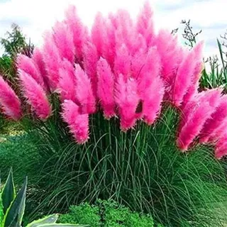 1x Frosthartes Pampasgras rosa Cortaderia selloana Ziergras im Container