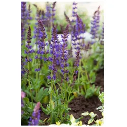 Salvia nemorosa 'Ostfriesland', Steppensalbei, violett, ca. 9x9 cm Topf