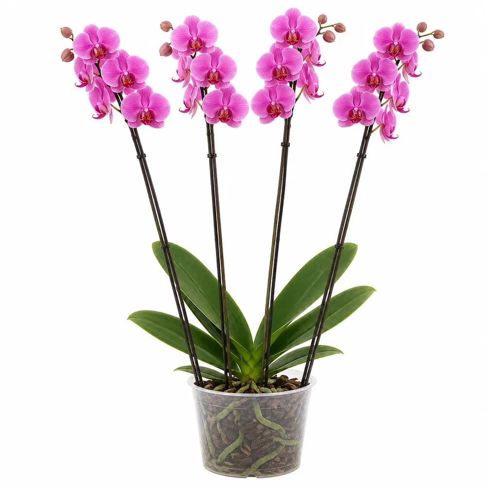 Orchidee „Super Extra“ (Phalaenopsis) 4 Triebe, dunkelrosa, d12