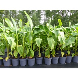 Bananenstaude Banane Musa Basjoo 140 – 170 cm winterhart Staude japanische Faserbanane