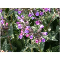 Pulmonaria longifolia, Lungenkraut, silbrig gefleckt, ca. 9x9 cm Topf