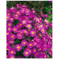 Pflanzen Für Dich Aster dumosus 'Starlight', Kissen-Aster, violett, ca.