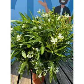 sunny-tree Sunny Tree - Pflanze - Oleander - Nerium Oleander - Farbe Weiß 100-120 cm - für draußen Immergrün im Winter Mediterrane Pflanze