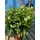 sunny-tree Sunny Tree - Pflanze - Oleander - Nerium Oleander - Farbe Weiß 100-120 cm - für draußen Immergrün im Winter Mediterrane Pflanze