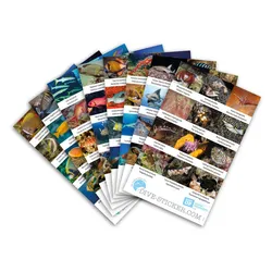 Dive Sticker Thailand/Andamanensee