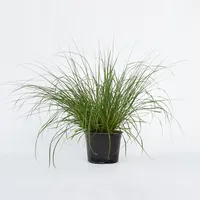 Plant in a Box - Pennisetum alopecuroides 'Hameln' Höhe