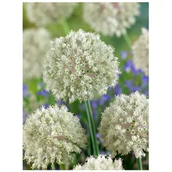 Allium nigrum, Zierlauch, weiß, ca. 11x11 cm Topf