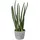 Creativ green künstliche Pflanze Sanseveria, ca 45cm