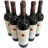 ANTICAIA Primitivo del Salento IGP 2023 (6 Flaschen) - Cantina San Donaci