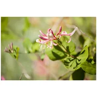 Pflanzen Für Dich Lonicera heckrottii 'Goldflame', Geißblatt, rosa-gelb, 60–100