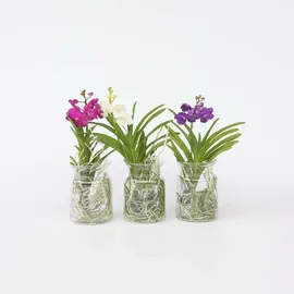 Plant in a Box - Vanda 'Cerise' - Höhe 40-50cm - Topf 14cm