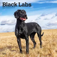 Browntrout Verlags GmbH Black Labrador Retriever – Schwarze Labrador