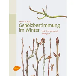 Gehölzbestimmung im Winter – mit Knospen und Zweigen