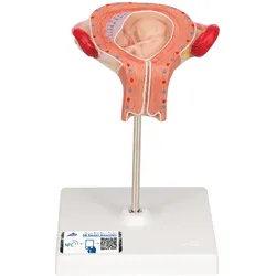 Fetus Modell, 3. Monat - 3B Smart Anatomy