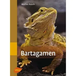 Bartagamen