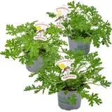 Herbie Pelargonium Graveolens Spielfigurenset 3er Set - Höhe 15-25 cm - Topf 12 cm - Grün